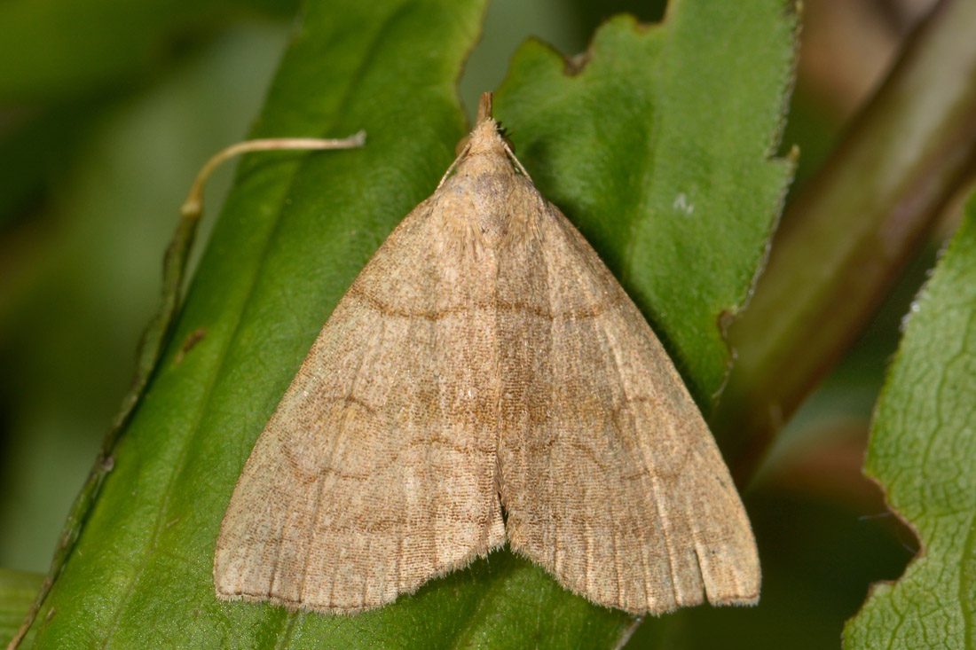 Herminia sp, Erebidae